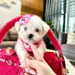 Maltese Terrier Kore Mini Yavrular