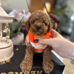 Koyu Kahverengi Orijinal Toy Poodle