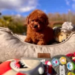 Onlar Gercek Bir Star Toy Poodle Kardesler