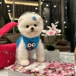 Pomerani̇an Boo Orji̇nal Sağlikli
