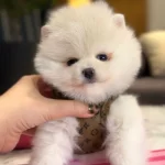 Orji̇nal Spitz Olmayan Boo Çocuklar