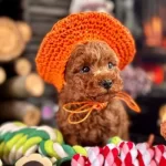 Tatlimi Tatli Sevecen Akilli Poodle Yavrularım