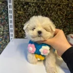 Maltese Terrier 50 Günlük Yavru