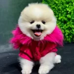 Pomerani̇an Boo Sağlik Garanti̇li̇ Yavrular