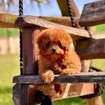 Sevimli Guzel Huylu Kore Poodle Bebeklerimiz