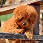 Orijinal Toy Poodle Yavruları.