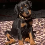 Doberman  Bebeklerim Yeni Evini Ariyor