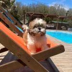 Shihpoo Irkı Köpeğime Acil Yuva Arıyorum