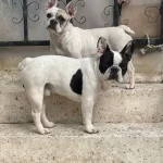 Oyuncu Ev Dostu Enerji̇k Frenchbulldog