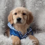 Sevi̇mli̇ Golden Yavruları Yeni̇ Yuvasina Hazir