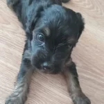 Acil Yuva 2 Yaş Erkek Jack Russell