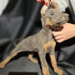 Yavru Dişi Doberman 2-3 Aylık Bir Yavru