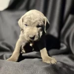 3 aylık Cane Corso Ücretsiz Sahiplendirme