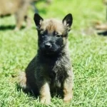 Safkan Belçika Malinois Yavruları…