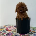 Alerji Dostu Koku Yapmayan Toy Poodle Yavrular