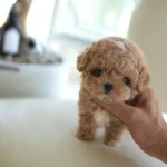 Can Dostumuz Kızımı Sahiplendirecegim