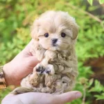 Maltipoo Mini Teacup Yavrularımız