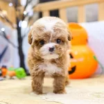 En Microsu En Güzeli Kapıda Ödemeli