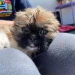 Full Beyaz  Shi Tzu Yavru  Nadi̇r Renk