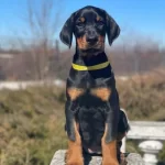 Orjinal Safkan Doberman Yavruları