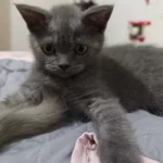 Bal Gözlü Bebeğimiz Için Aile