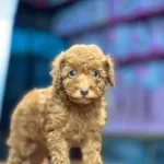 Orji̇nal Toy Poodle Yavrular Sağlık Garanti̇li̇