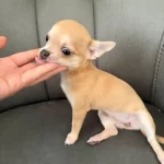 Yeni Yuvalarını Ariyorlar Sivava