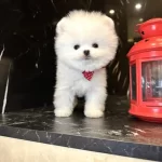 Orji̇nal Poomerani̇an Boo Çocuklar