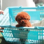 Sevimli Minnak Korean Export Toy Poodle Bebisler