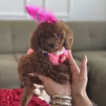 Toy Poodle Yeni Yuvasını Arıyor !
