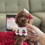 Toy Poodle 7 Aylık Erkek Sahibinden
