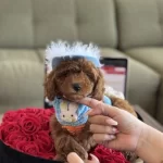 Orji̇nal Toy Poodle Sağlik Garanti̇li̇