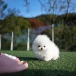 Pomerani̇an Boo Yavrular Sağlik Garanti̇li̇