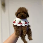 Toy Poodle Dişi Ve Erkek 4 Kg Mı Geçmez