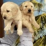 Yavrularımız Kendi Resimleri Yer Beylikdüzü