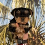 Minik Patiler Yuvalarını Arıyor