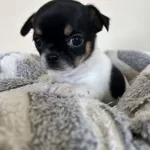 Çikolata Chihuahua Dişi