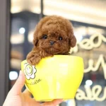 Çanta Boy Teacup Kore Toy Poodle Bebeklerimiz