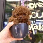 Elit Gen Hattina Sahip Toy Poodle Cocuklarim