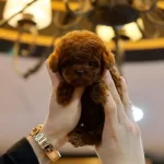 Red Brown Toy Poodle Yavrularım