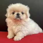 Pekinez Köpek  Dişi 3 Aylık Yavru