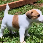 Jack Russell Yavrumuz