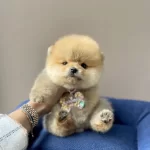 Pomerinian Bo Safkan Ayı Surat Yavrular