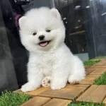 Gülen Ve Ayı Surat Yavrularımız