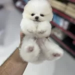 Oyuncak Görünümlü Pomeranian Boo Yavruları