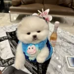 2.5 Aylık Pofuduk Sürat Pomeranian