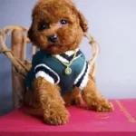 Kore Kanı Dark Red Brown Yavrular