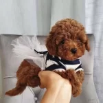 Toy Poodle Çocuklar Orji̇nal Sağlik Garanti̇li̇