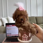 Yavrumuza Yuva Arıyoruz Oyun Severdir