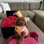 Minik Sevimli Antialerjik Star Toy Poodle Cocuklarim